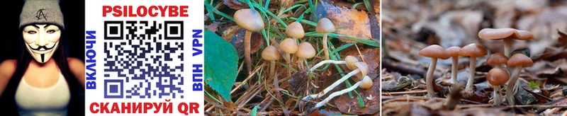 Псилоцибиновые грибы Psilocybe  Ярославль 